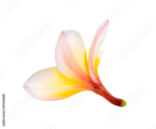 frangipani isolated on transparent png