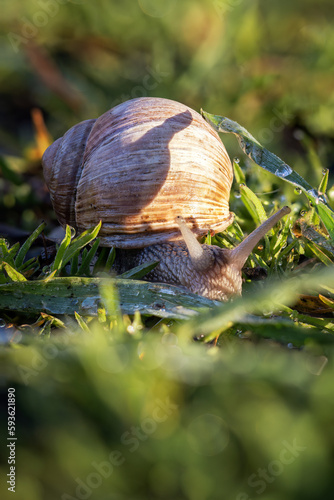 A garden snail eats grass.
