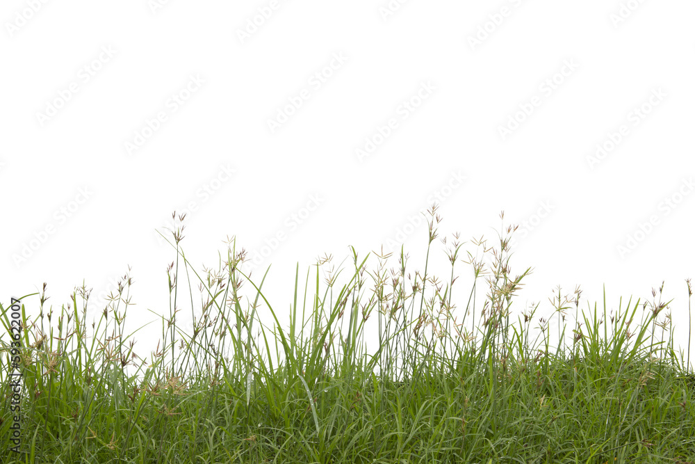 Fototapeta premium Grass isolated on white background. Save with clipping path.