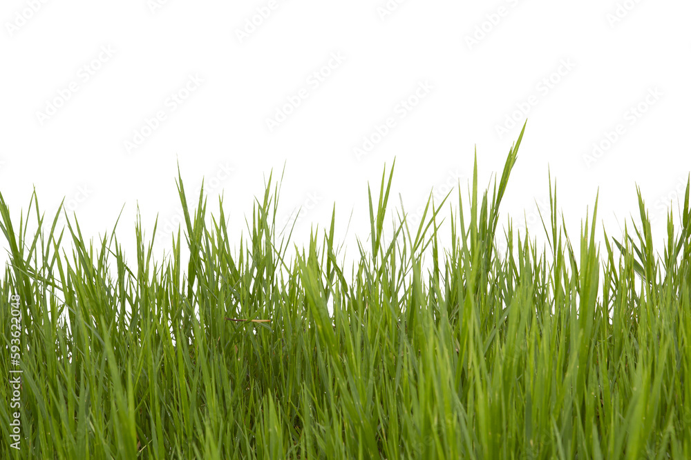 Fototapeta premium Grass isolated on white background. Save with clipping path.