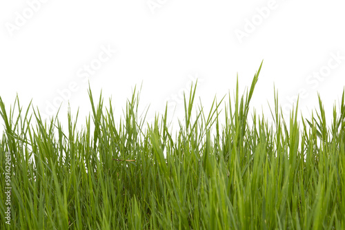 Grass isolated on white background. Save with clipping path.