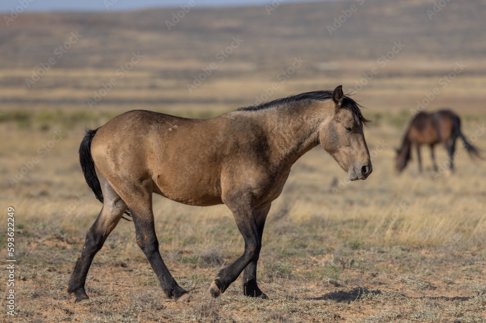 Cute Young Wild Horse in Autumn in the Wyoming Desert Cute Young Wild Horse in Autumn in the Wyoming Desert