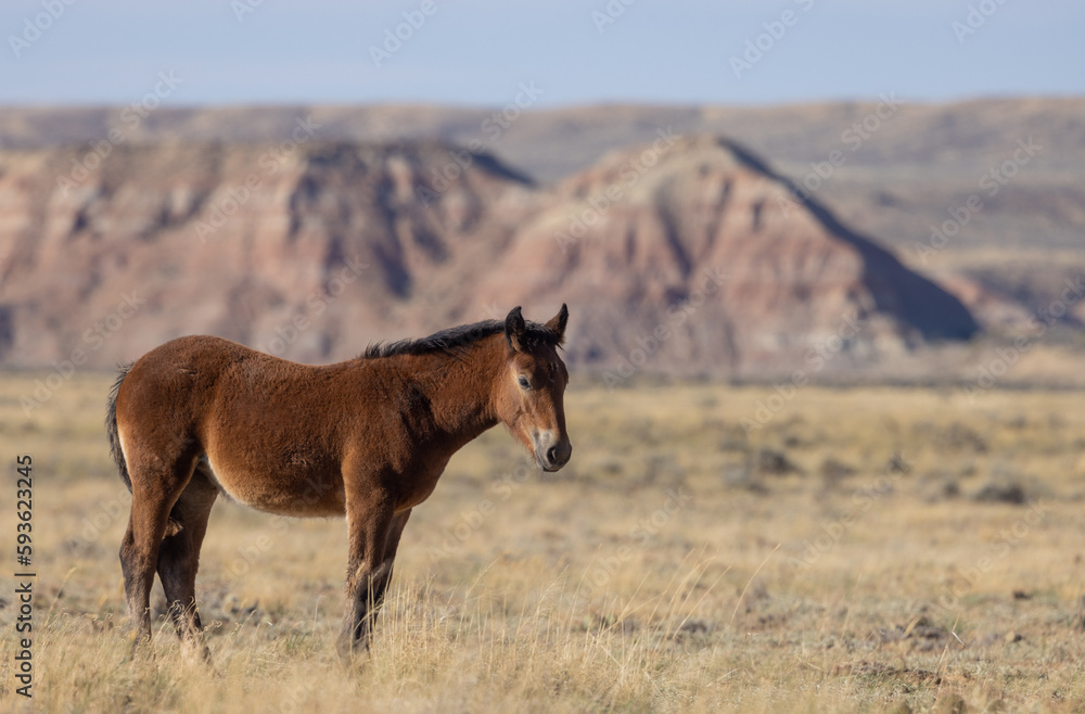 Cute Young Wild Horse in Autumn in the Wyoming Desert