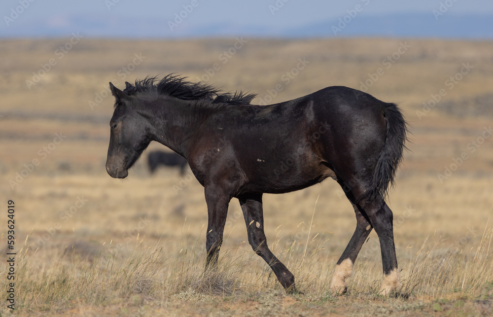 Cute Young Wild Horse in Autumn in the Wyoming Desert Cute Young Wild Horse in Autumn in the Wyoming Desert