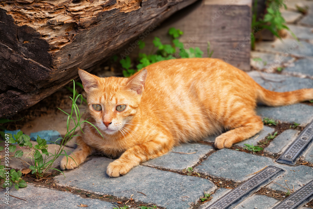 Redhead cat laying on the street in Antalya in Turkey. Redhead cat laying on the street in Antalya in Turkey.