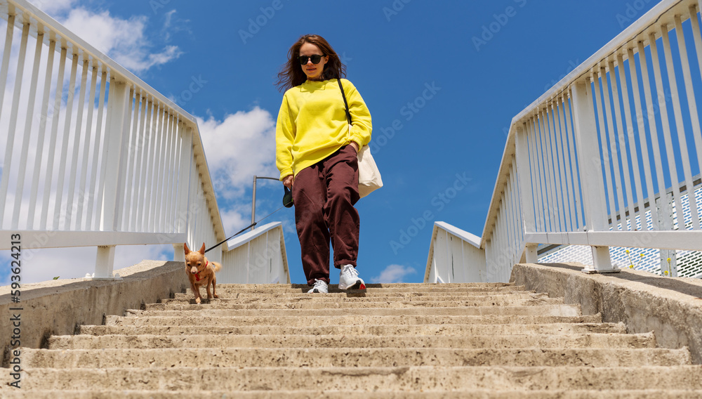 Small dog Toy Terrier going down the stairs together its owner.