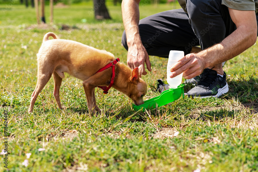 Pets owner watering his small dog breed Toy Terrier from travel water bowl. Pets owner watering his small dog breed Toy Terrier from travel water bowl.