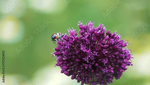 Broadleaf wild leek (Allium atroviolaceum) onions grow in deposits (dry steppe) of the northern Black Sea region and Crimea. Many nectarophages and pollinators of flowers: like digger wasp Podalonia photo