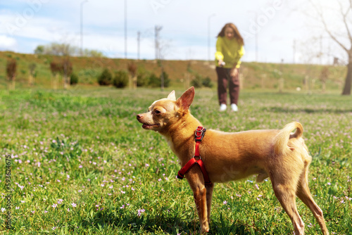Brown purebred dog Toy Terrier walking outdoors outside the city with his owner.
