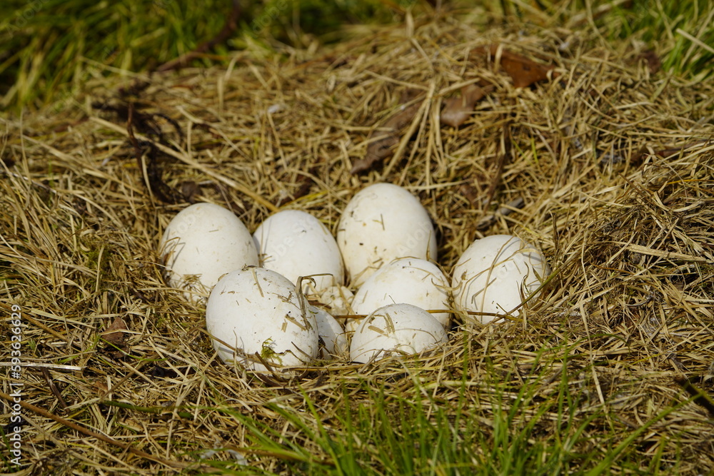 Abandoned nest with eggs of a greylag goose (Anser anser) Anatidae. Hanover, Berggarten.
Abandoned nest with eggs of a greylag goose (Anser anser) Anatidae. Hanover, Berggarten.