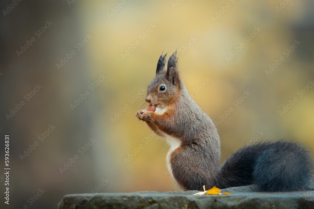 Closeup shot of a cute squirrel (Sciuridae) eating a nut on the rock on the blurred background Closeup shot of a cute squirrel (Sciuridae) eating a nut on the rock on the blurred background