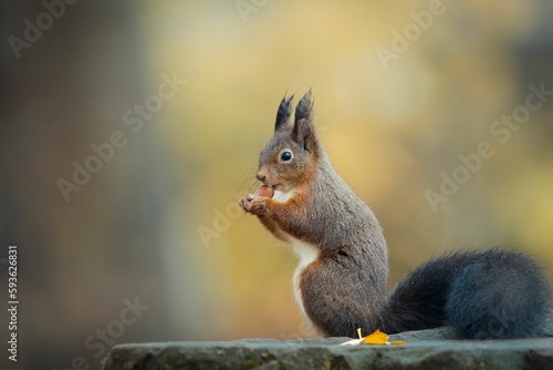 Closeup shot of a cute squirrel (Sciuridae) eating a nut on the rock on the blurred background