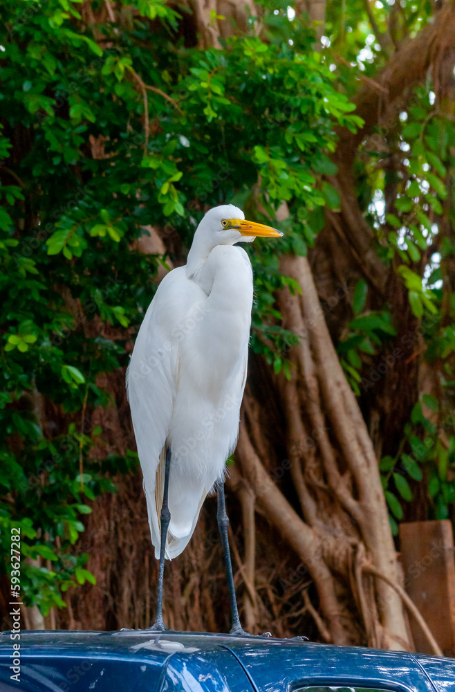 The great egret (Ardea alba), bird resting in mangroves, Florida The great egret (Ardea alba), bird resting in mangroves, Florida