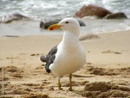 Seagull on the sand at the seashore, Algarrobo, Chile