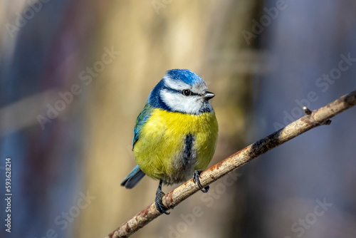 yellow and blue bird