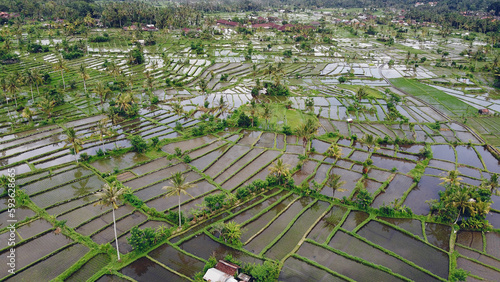 Fields in Bali are photographed from a drone