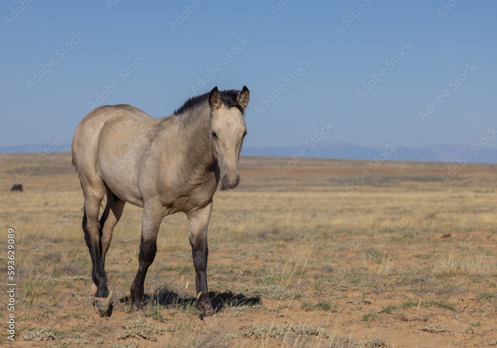 Cute Young Wild Horse in Autumn in the Wyoming Desert Cute Young Wild Horse in Autumn in the Wyoming Desert