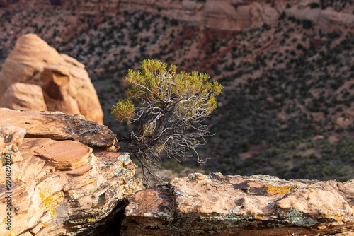 Scenic view of a green tree in Colorado National Monument, Fruita, Colorado, USA photo