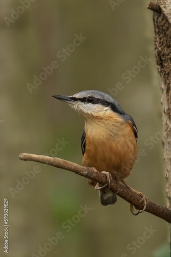 Closeup of a beautiful Nuthatch on a branch in a forest during sunrise