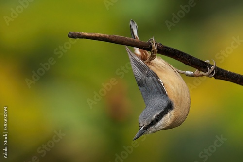 Foto Closeup of a beautiful Nuthatch on a branch in a forest during sunrise