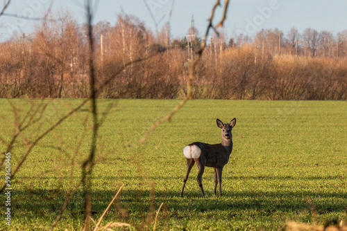 A wild roe deer looking back in green field during springtime morning © Gatis