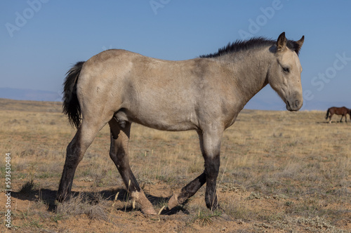 Cute Young Wild Horse in Autumn in the Wyoming Desert © natureguy