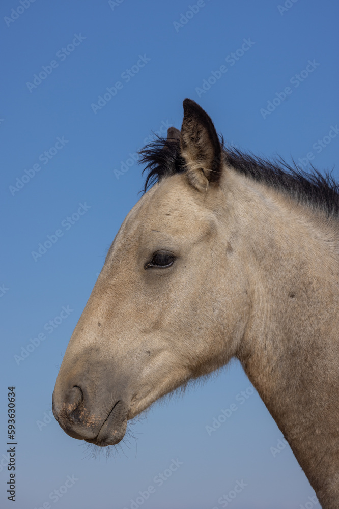 Cute Young Wild Horse in Autumn in the Wyoming Desert Cute Young Wild Horse in Autumn in the Wyoming Desert