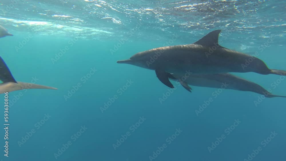 Dolphins Dolphins