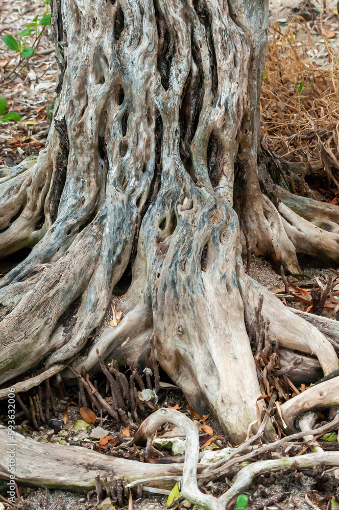 The trunk and roots of a tree growing in a swamp in Florida, USA The trunk and roots of a tree growing in a swamp in Florida, USA