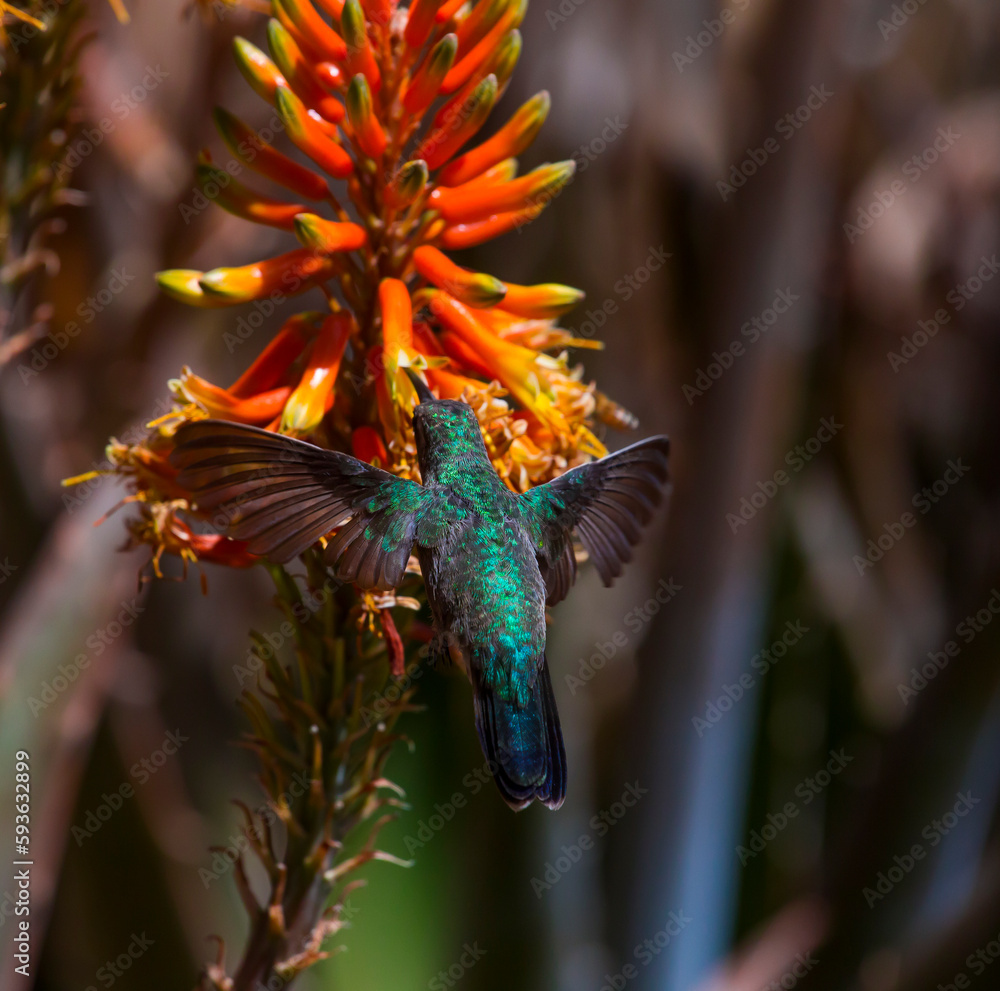 Obraz premium Colibrí