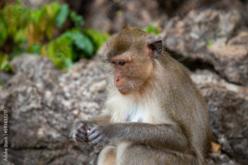 Langschwanzmakake Makake Affe Primat Javaneraffe © eremit08
