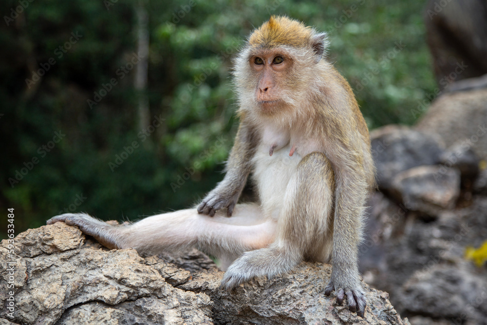 Langschwanzmakake Makake Affe Primat Javaneraffe Langschwanzmakake Makake Affe Primat Javaneraffe