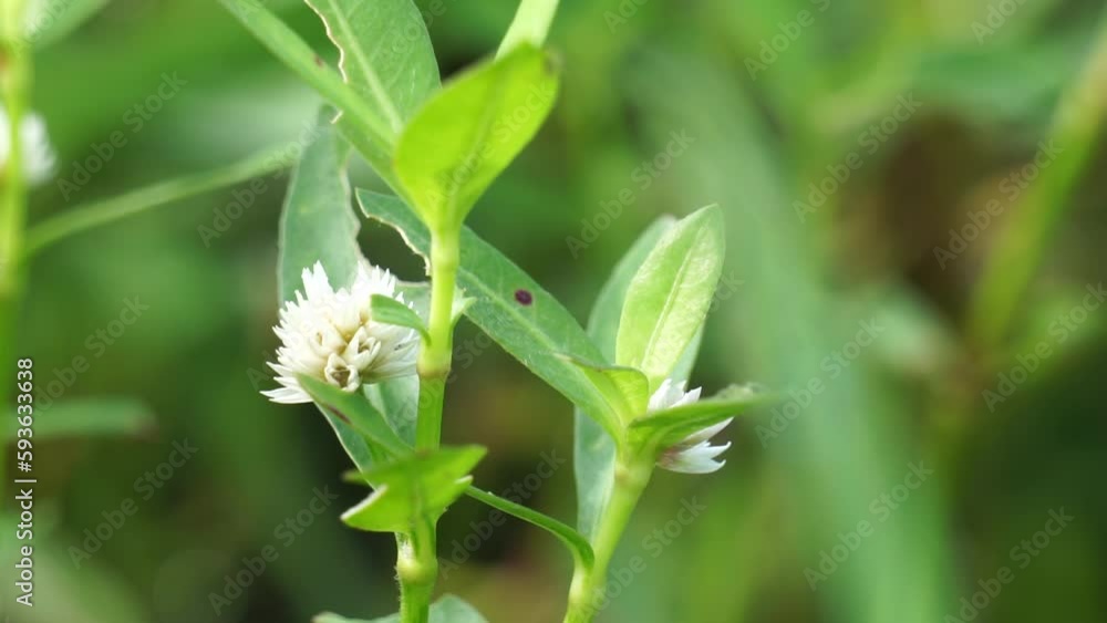 Altenanthera sessilis (Also called kremah, sissoo spinach, sessile joyweed, dwarf copperleaf) in the nature. As a herbal medicine, the plant has diuretic, cooling, tonic and laxative properties Altenanthera sessilis (Also called kremah, sissoo spinach, sessile joyweed, dwarf copperleaf) in the nature. As a herbal medicine, the plant has diuretic, cooling, tonic and laxative properties