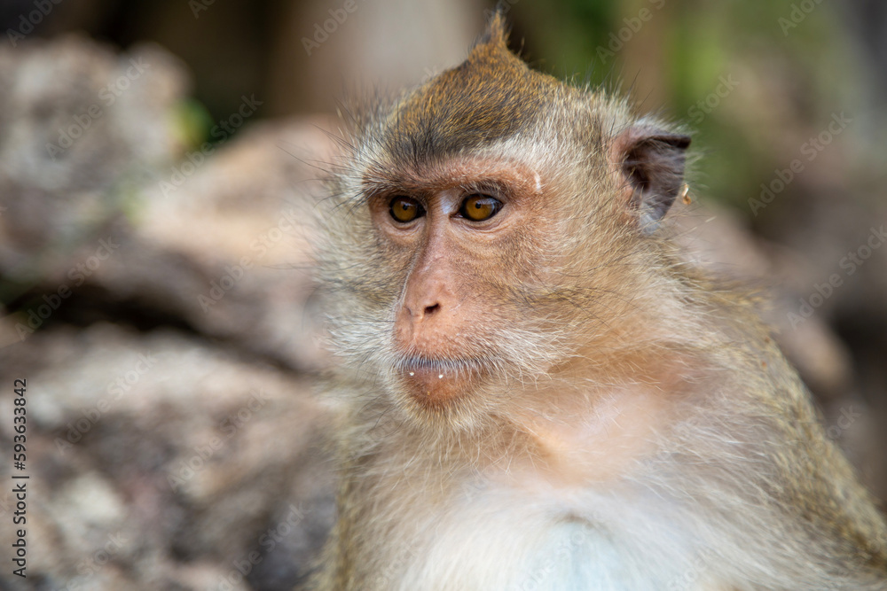 Langschwanzmakake Makake Affe Primat Javaneraffe Langschwanzmakake Makake Affe Primat Javaneraffe