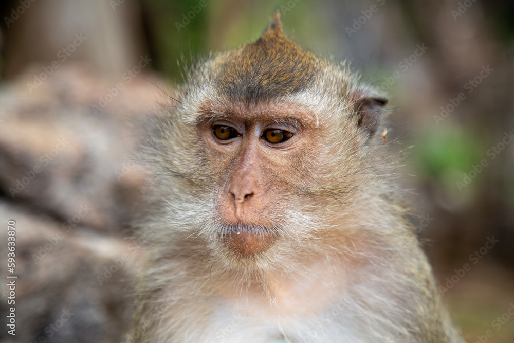 Langschwanzmakake Makake Affe Primat Javaneraffe Langschwanzmakake Makake Affe Primat Javaneraffe