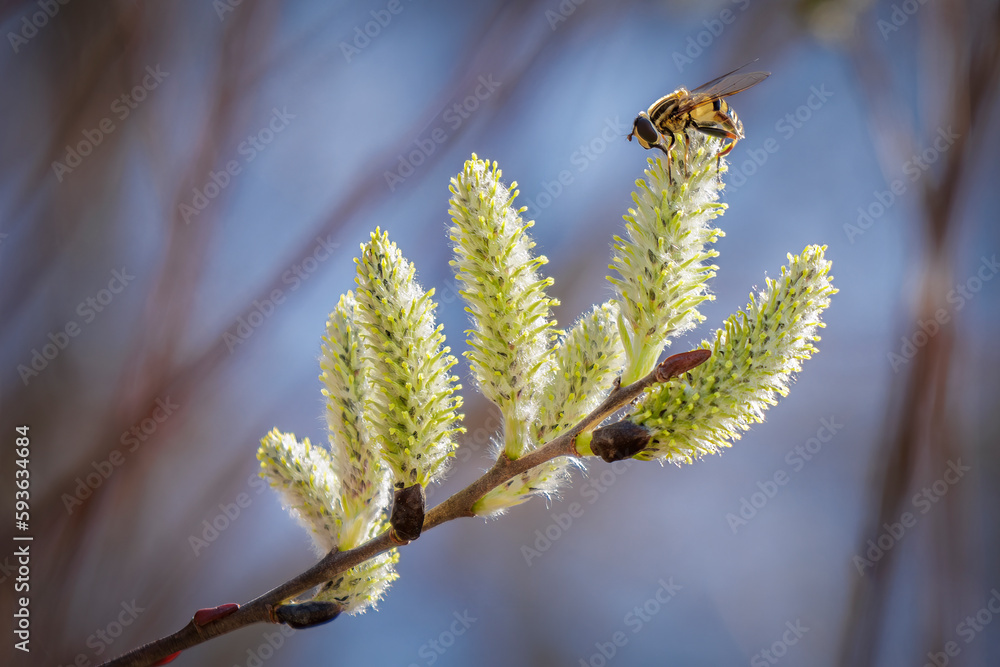 Drone Fly on the Willow