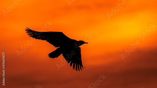 A bird flying in the sky with the sun setting behind it