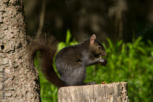Black squirrel eating nuts on a tree stump in the forest