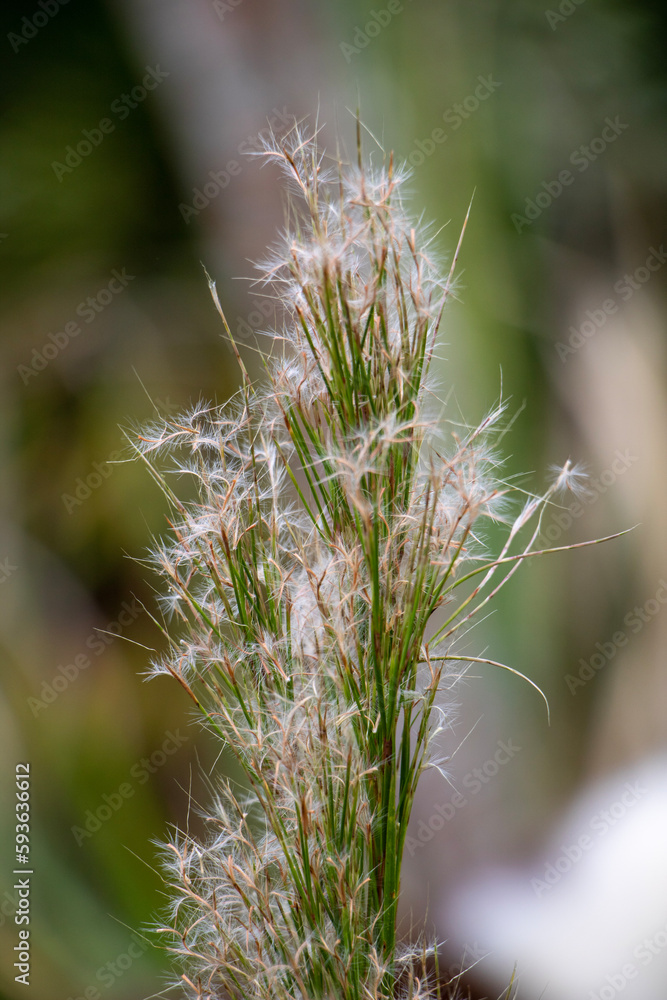 grass in the wind grass in the wind