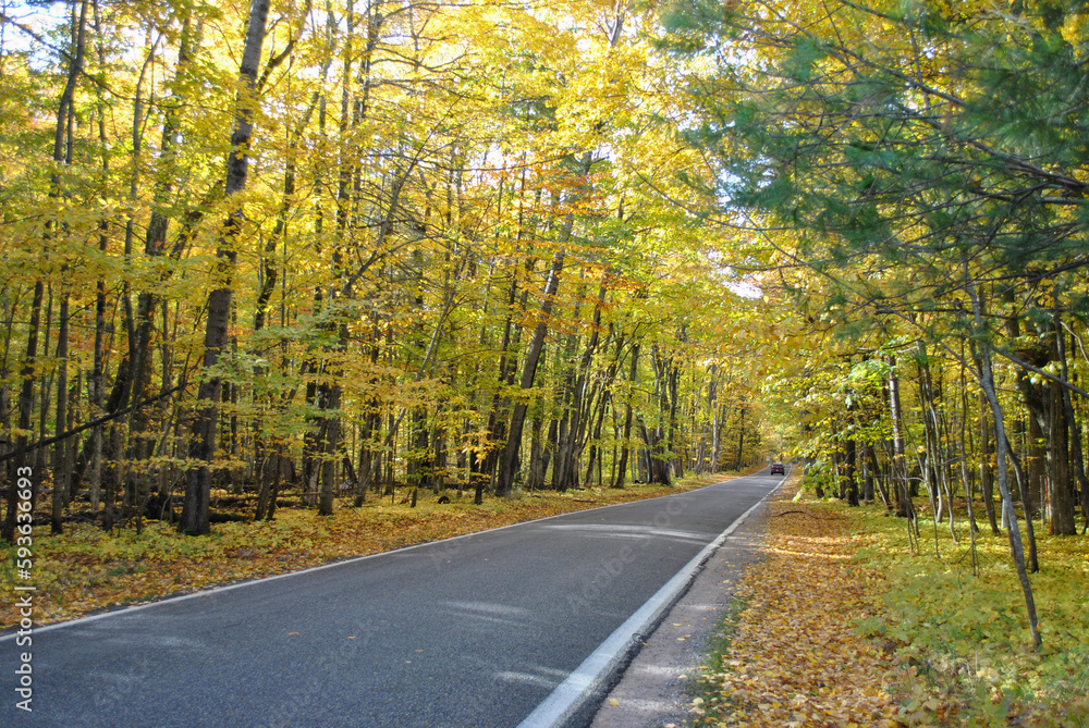Obraz premium road in autumn forest