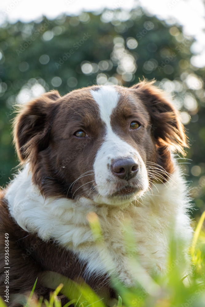 portrait of a dog