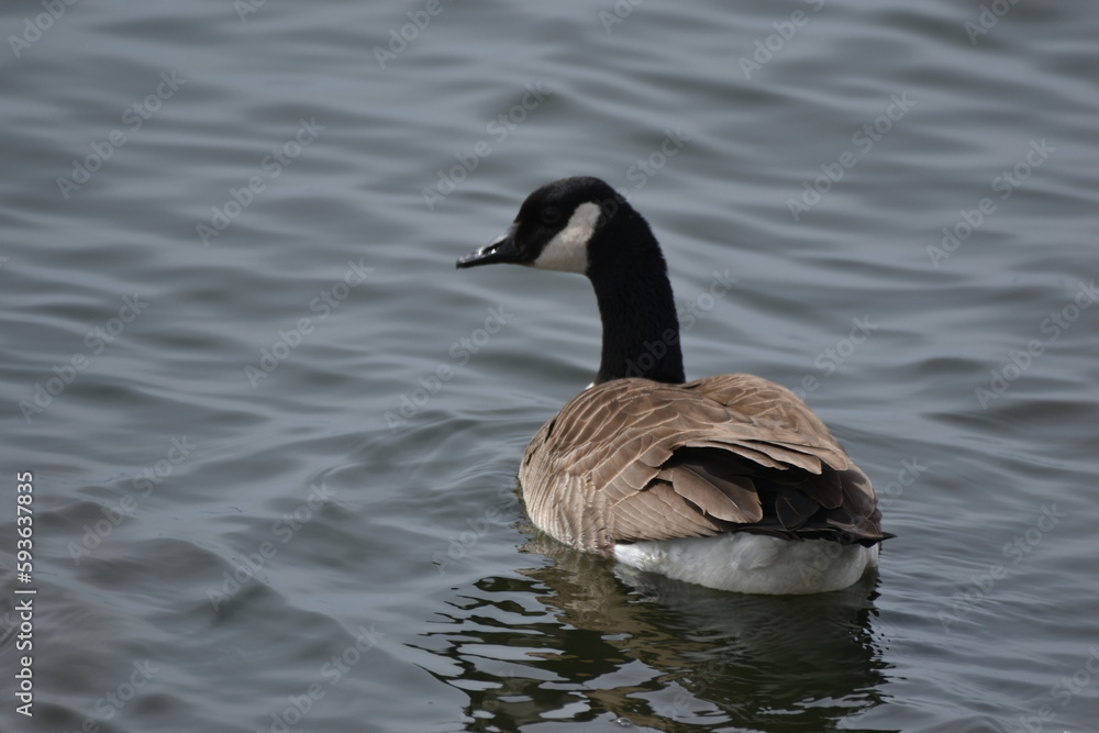 Fototapeta premium Canada geese on the water