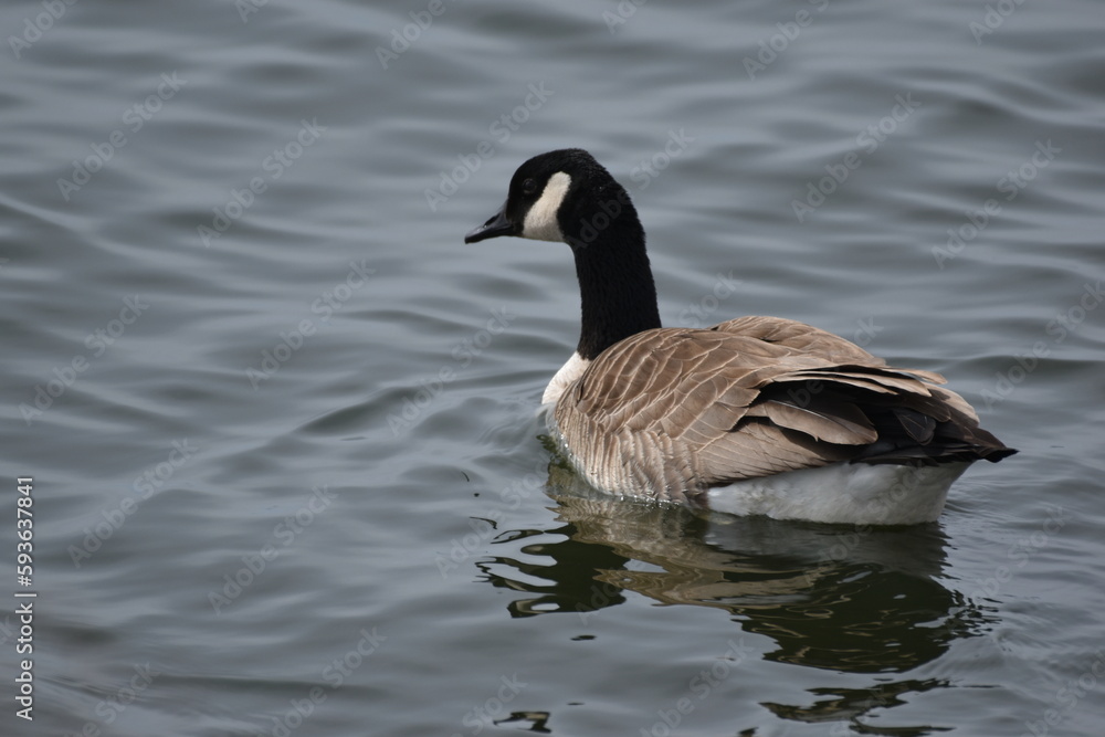 Canada geese on the water