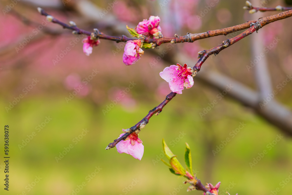 Beautiful peach orchard. There are pink flowers on the trees. There is green grass between the trees. Beautiful peach orchard. There are pink flowers on the trees. There is green grass between the trees.