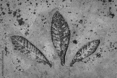 leaves shape on the stone photo