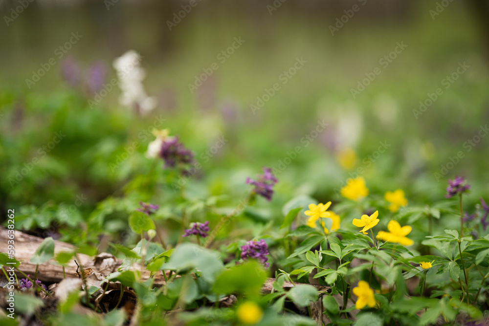 Close up of spring forest flowers background. Close up of spring forest flowers background.