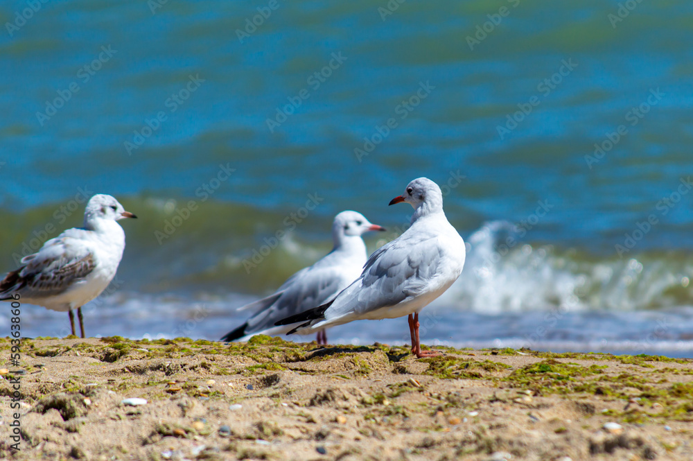 custom made wallpaper toronto digitalSeagull walking on sandy seashore 