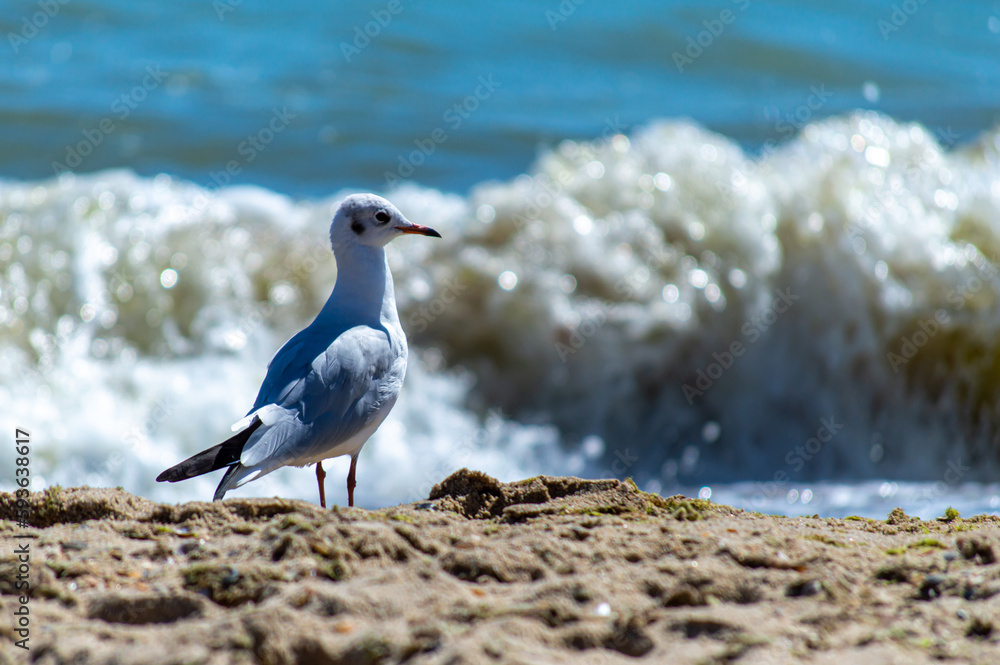 Seagull walking on sandy seashore 