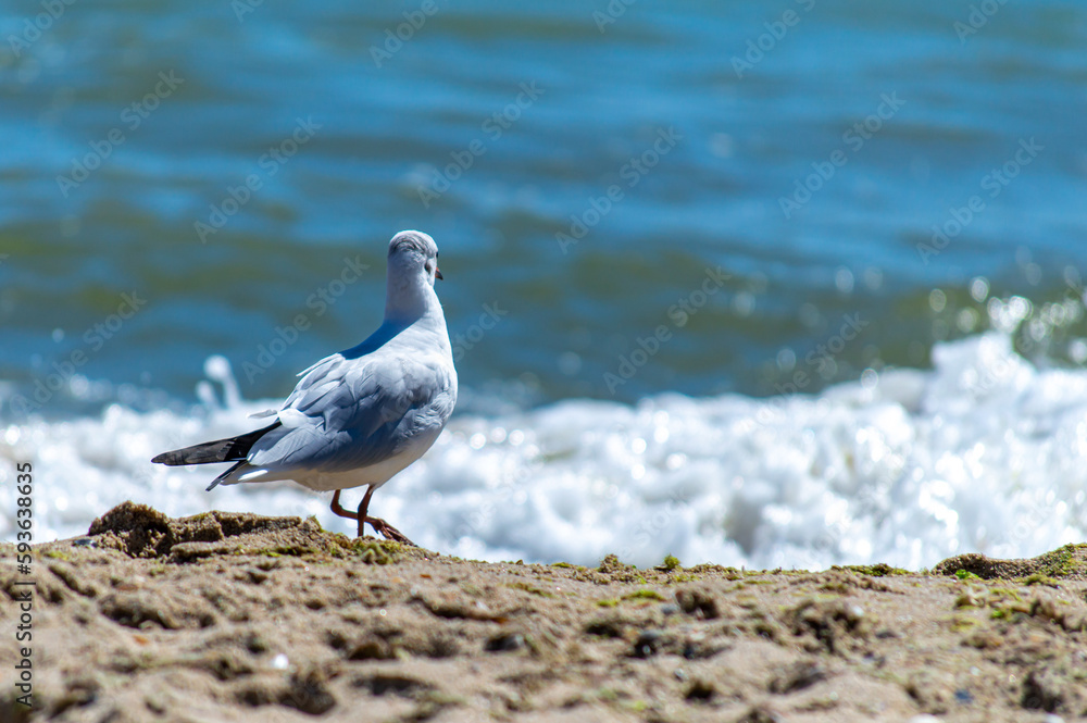 Seagull walking on sandy seashore Seagull walking on sandy seashore
