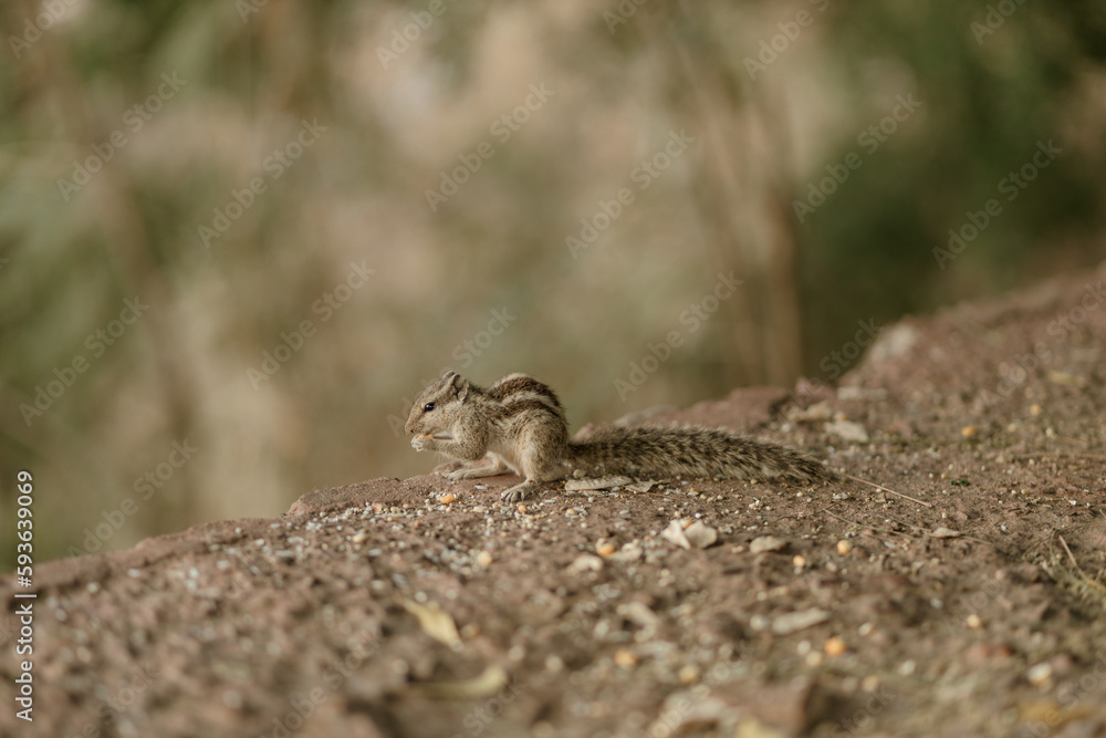 The northern palm squirrel (Funambulus pennantii), also called the five-striped palm squirrel, is a species of rodent in the family Sciuridae. Ahmedabad near the Gotila Garden. The northern palm squirrel (Funambulus pennantii), also called the five-striped palm squirrel, is a species of rodent in the family Sciuridae. Ahmedabad near the Gotila Garden.